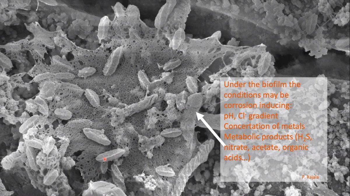 PerforMat_net's tweet photo. Pauliina Rajala @VTTFinland discussed about passive layer characteristics, surface roughness and their effect on biological fouling on stainless steels. Biofouling is typically hard to migitate and it may cause unexpected failures.
#PerforMat webinar https://t.co/oCG9Nw0N8D