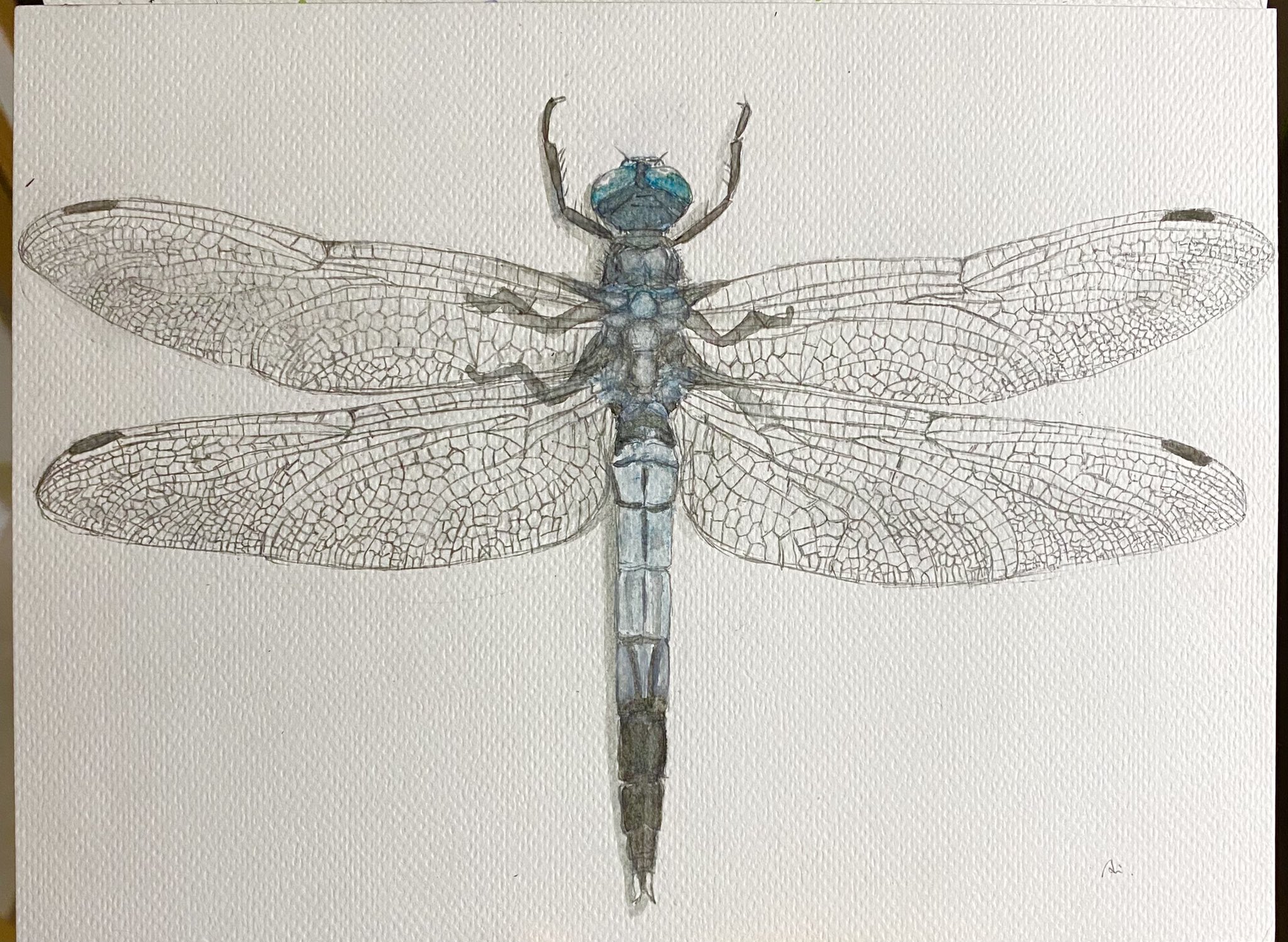 こんちゅうちゃん シオカラトンボ すごく身近なトンボの1種 名前の由来は塩辛昆布 塩昆布 に似ているからだそうで 水色の部分は紫外線を反射する力があるらしい 昆虫 こんちゅうちゃん T Co Cxwszm2az2 Twitter