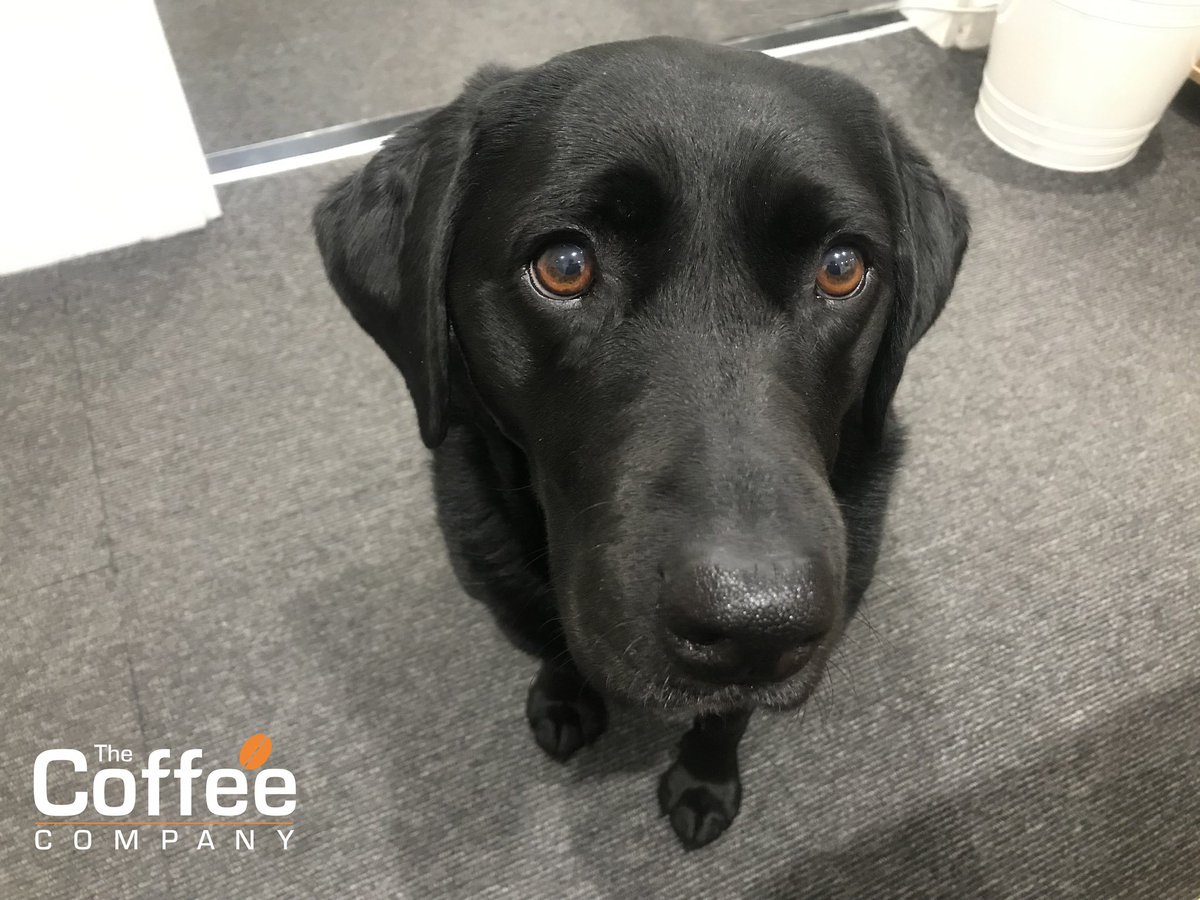 When you feel her eyes upon you!!!!🙄🤣🤣 Time to go?? Our receptionist feels her day is done!! 😀🐾 #hometime #receptionistlife #isithometimeyet #officedog #officedogsofinstagram #thursdaymotivation #staff #meetandgreet #reception #tailwag #love #dog #workdog
