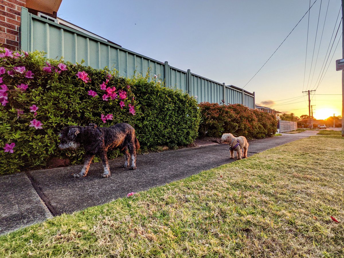 jackfsheedy's tweet photo. Just out with Rubz 🐩 on a spring sunset walk https://t.co/HTvNoAq9Fc