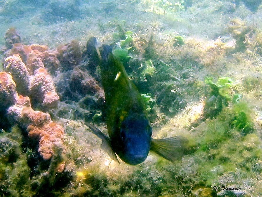 ParkYellieeee61's tweet photo. 🐠White-spot Damsel/Whitepatch Damsel
🐠February 11, 2021
#TwitterNatureCommunity
#fishmonitoring #fish #animalovers #animalconservation #biodiversity #biodiversityconservation #biodiversitymonitoring #marinelife #marineconservation #marinebiology #marinebiodiversity https://t.co/sdfQzQ8K3h