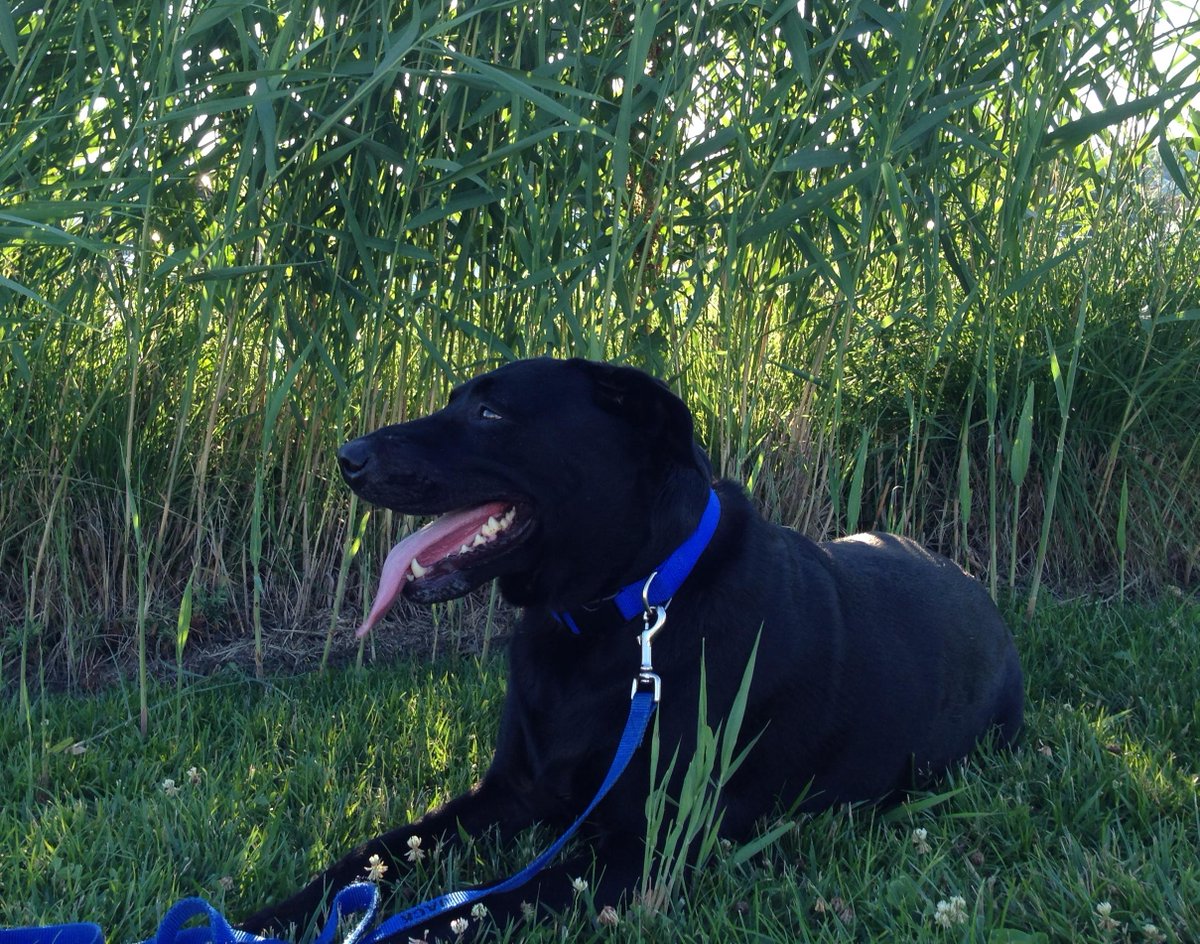 1JackWorld's tweet photo. Some culture for today:

A certain dog felt the need 
Despite his dad's loud plead 
And without care he did pee'd 
With business done on the reed
The dog felt relieved and freed
Yet later looks for new weed https://t.co/UJPA1jGCjk