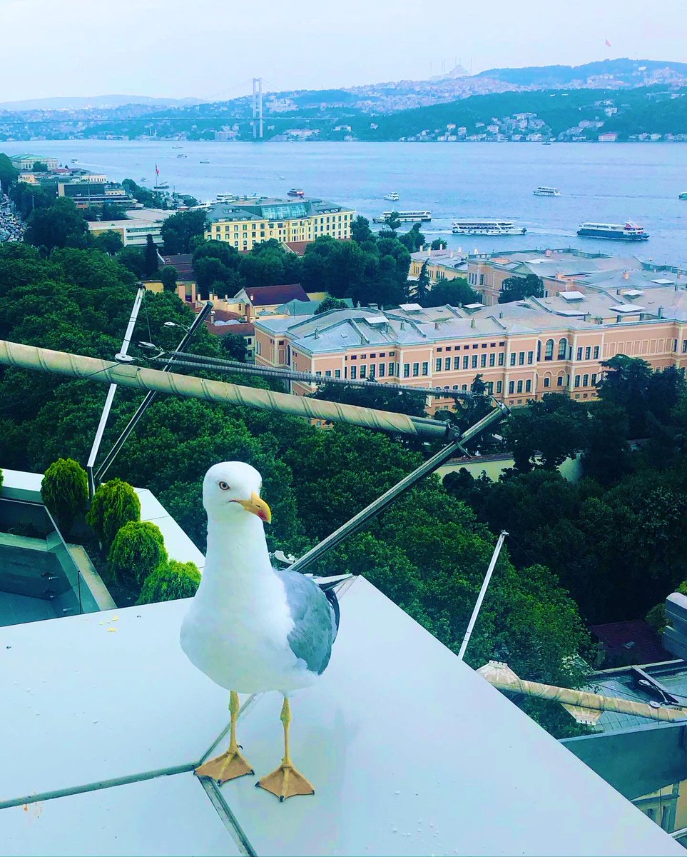 Nurcan Baysal tweet media