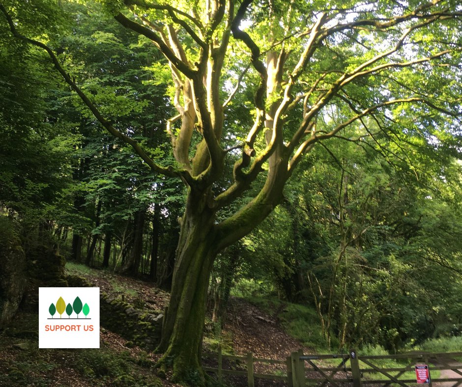 We hope to create the Foolow Wildwood project in the Peak District National Park, an 11-acre site in our village.  Can you help us raise £300k to buy the land, we only have until November 2020. Find out more foolowwildwoodproject.org #woodland #fundraising #environment