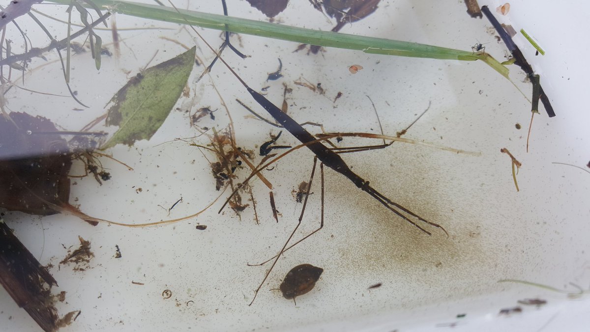 JoshKalms's tweet image. Thanks to the 800+ people who visited our Life at the Lake events at Stocker's Lake this year. Now 100s more young people are enthused about wetland wildife &amp;amp; water saving... very rewarding too 😁
@HMWTBadger @AffinityWater