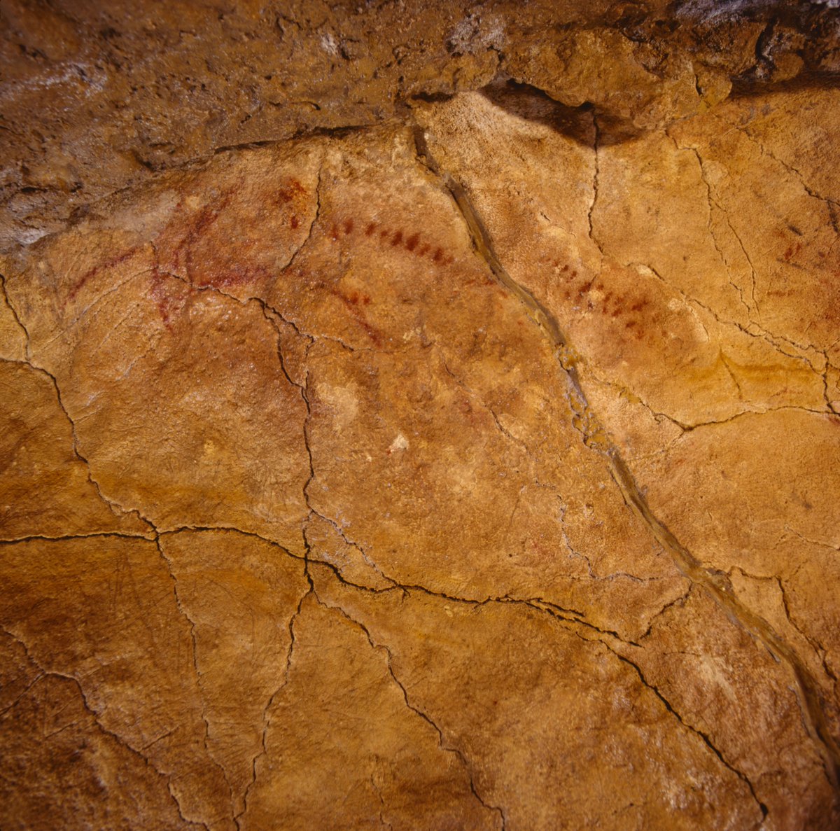 museodealtamira's tweet photo. 🔴Estos primeros horizontes incluyen algunos #signos #punteados, casi siempre realizados en ocre rojo, que componen un corpus artístico característico en la cornisa cantábrica.

Están presentes en varias cuevas con arte premagdaleniense, como #Altamira, #ElCastillo o #ElPindal 🙈 https://t.co/ORUpyTex6y