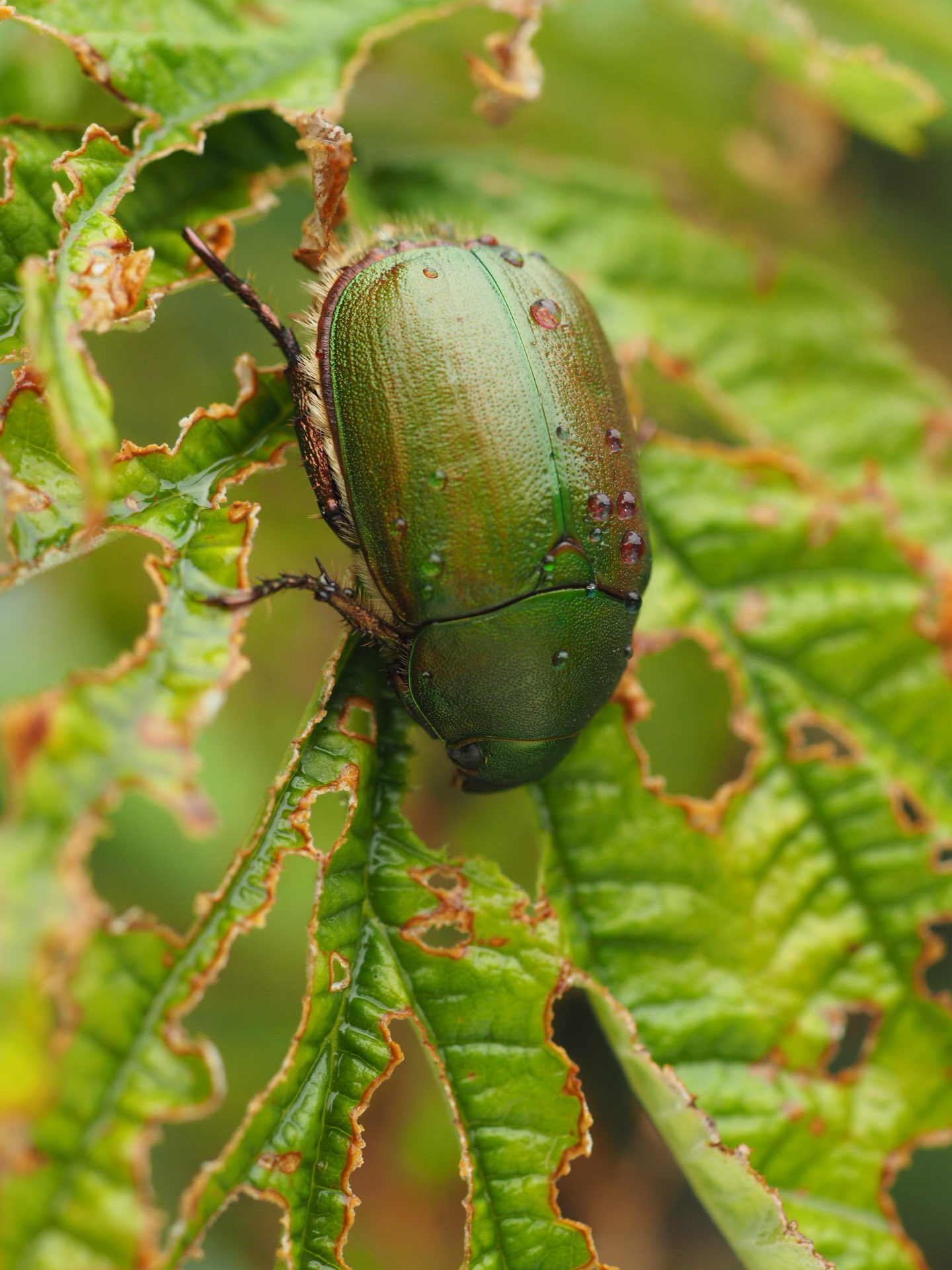 Cocoapiyo 雨が降っても ラズベリーの葉を食い散らす ドウガネブイブイ 甲虫 昆虫 害虫 虫 T Co Pfd1obffwl Twitter Cocoapiyo 雨が降っても ラズベリーの葉を食い散らす ドウガネブイブイ 甲虫 昆虫 害虫 虫 T Co Pfd1obffwl Twitter