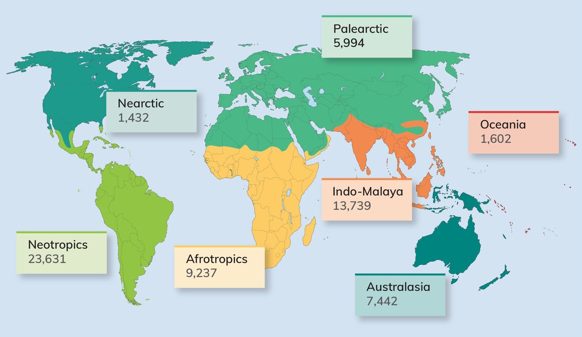 There are seven biogeographic realms across the earth.

#StateofTrees Report finds the Neotropics (~South and Central America) has the largest number of tree species, hosting around 40% of global #tree diversity.

#RightTreeRightPlace
#WeNeedTrees