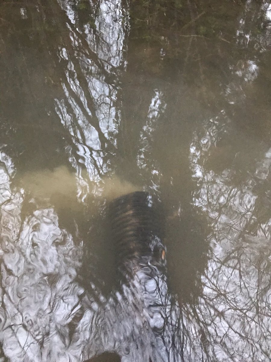 RussellB1ggs's tweet photo. January 2020 law states that all Septic Tanks near watercourses should be replaced by modern Aerated Waste treatment systems  But nobody is checking even though every Water Company will know who’s on Septic Tanks as they are only charged for the supply of water https://t.co/AWIjupEMvQ