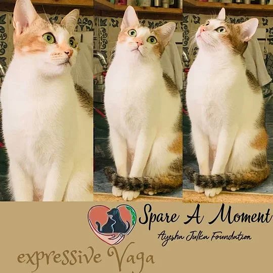 spareamomentajf's tweet photo. See her expressions who cannot fall in love with them @ShowDominic @AyeshaJhulka @Lion_Nitin_S @reenavaishnav @BoardWelfare @SonuSood #feel #adopt #sammad #cat #stray #love https://t.co/TNhMWv98nW
