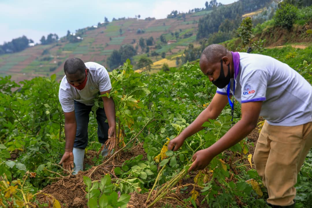 USAIDHingaWeze's tweet photo. Meet Turikunkiko Isaac, a farmer from @NyabihuDistrict. After losing crops due to floods and poor farming methods, Isaac adopted climate smart practices that increased his yield three-fold from 3 to 9 tons🥦. He is one of our 616,560 farmers that have adopted improved practices. https://t.co/EdvhuHBE1w