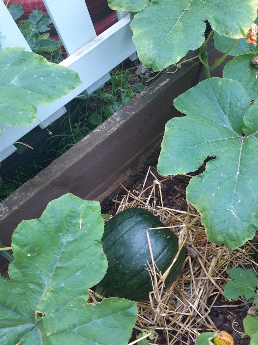 southfieldsPE's tweet photo. It's been a busy summer in the Southfields garden. We've harvested carrots, cucumbers, tomatoes and chillies. We've also got marrows, gourds and pumpkins growing strong. So looking forward to showing you all next week. @southfieldsweb https://t.co/VKu2P6WUQm