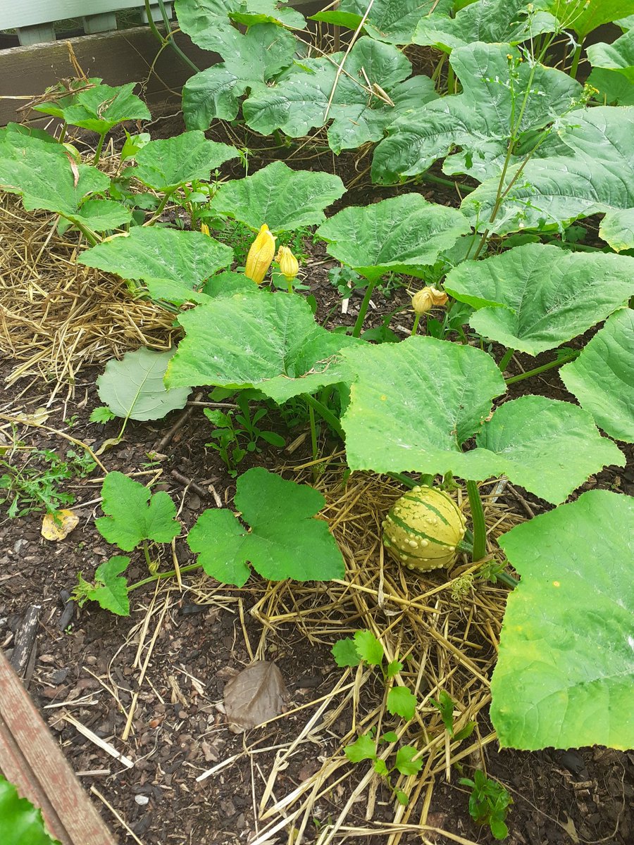 southfieldsPE's tweet photo. It's been a busy summer in the Southfields garden. We've harvested carrots, cucumbers, tomatoes and chillies. We've also got marrows, gourds and pumpkins growing strong. So looking forward to showing you all next week. @southfieldsweb https://t.co/VKu2P6WUQm