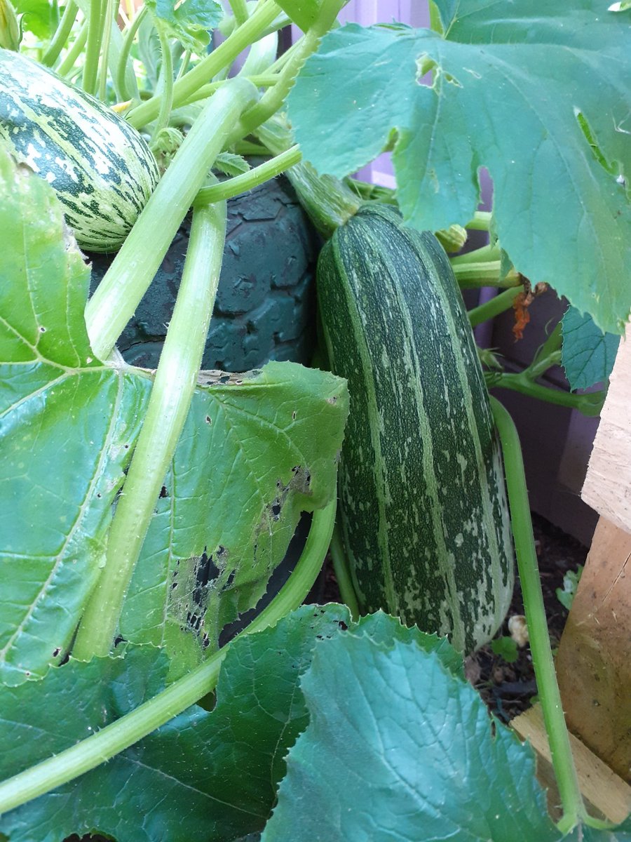 southfieldsPE's tweet photo. It's been a busy summer in the Southfields garden. We've harvested carrots, cucumbers, tomatoes and chillies. We've also got marrows, gourds and pumpkins growing strong. So looking forward to showing you all next week. @southfieldsweb https://t.co/VKu2P6WUQm