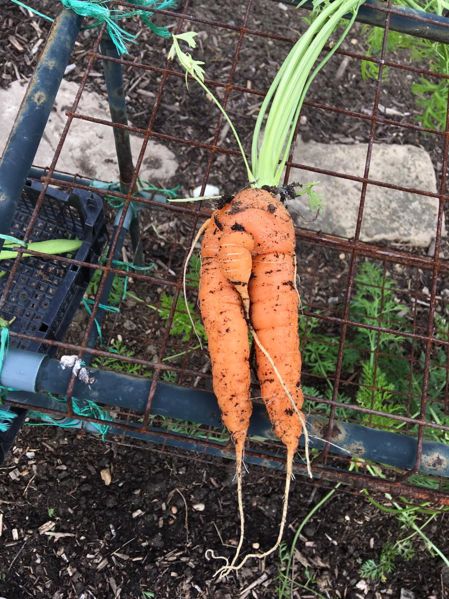 It's been a busy summer in the Southfields garden. We've harvested carrots, cucumbers, tomatoes and chillies. We've also got marrows, gourds and pumpkins growing strong. So looking forward to showing you all next week. <a href="/southfieldsweb/">Southfields Primary School</a>