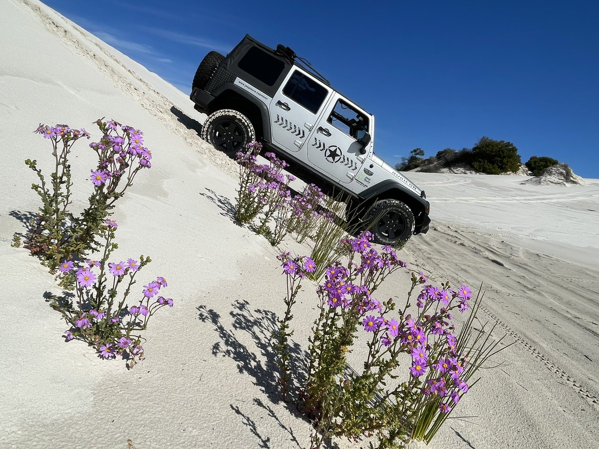 LizanneGomes's tweet photo. Spring has sprung in the Dunes in Cape Town.  

@jeeptoursCT @CapeTown @CityofCT https://t.co/TkSOLhSG8S