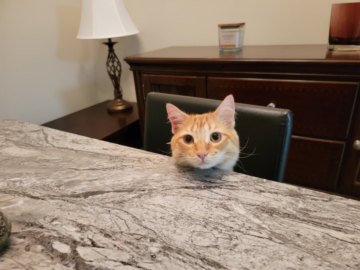 SushiTheBunnie's tweet photo. I cannot EAT IN PEACE!!
This lil chonker JUST ate and now he's trying to get on the table when im eating
#apollo #apollothecat #cat #kitty https://t.co/rt8MeP9Yva