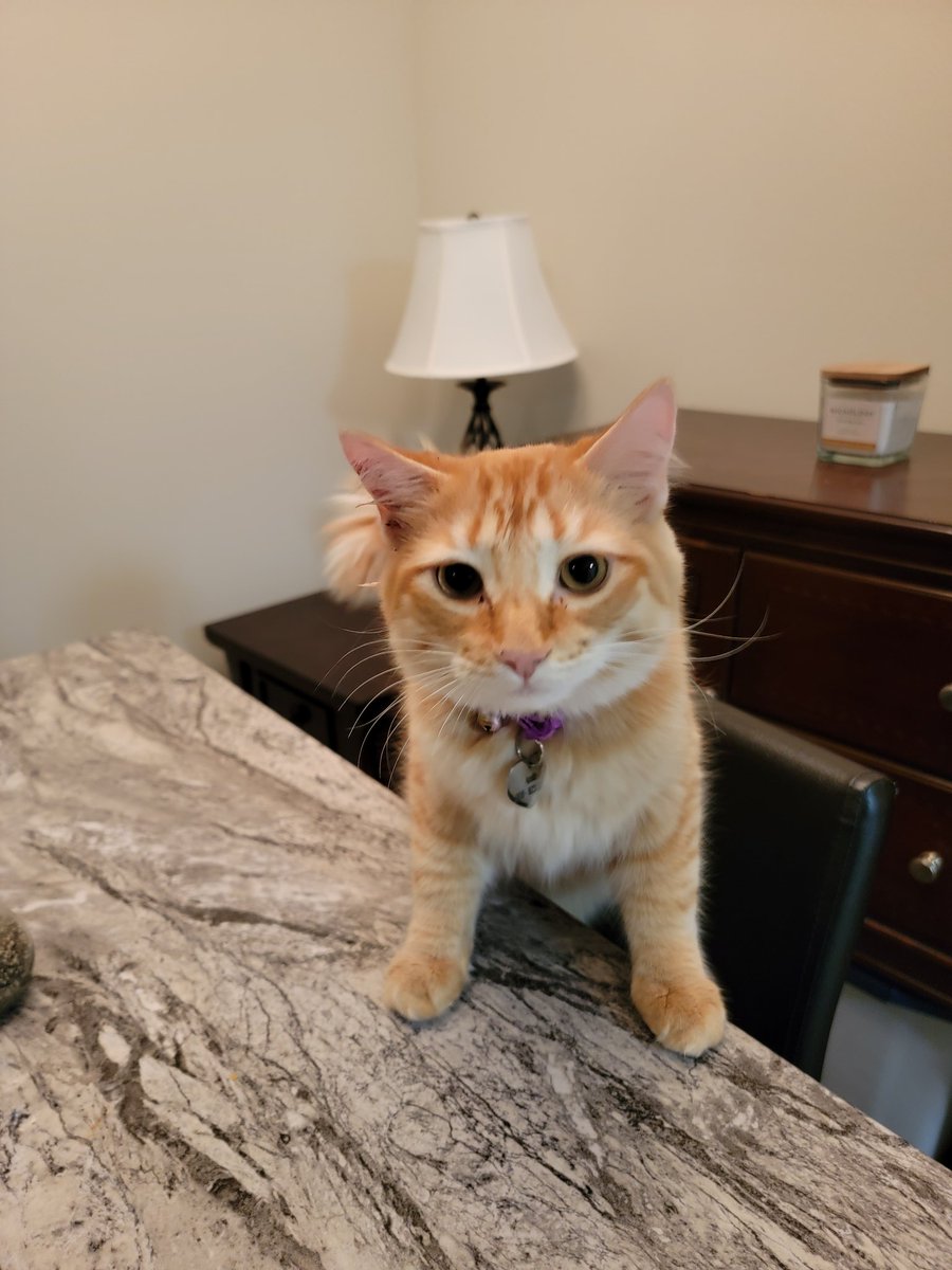 SushiTheBunnie's tweet photo. I cannot EAT IN PEACE!!
This lil chonker JUST ate and now he's trying to get on the table when im eating
#apollo #apollothecat #cat #kitty https://t.co/rt8MeP9Yva