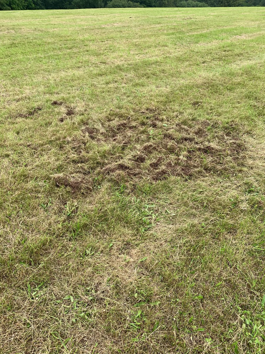 trellechpew's tweet photo. Badger bandage from last night ! #wetmeadows #monmeadows #monmouthshire #trellech #trelleck #viewfromthepew https://t.co/DJYa0QRDwy