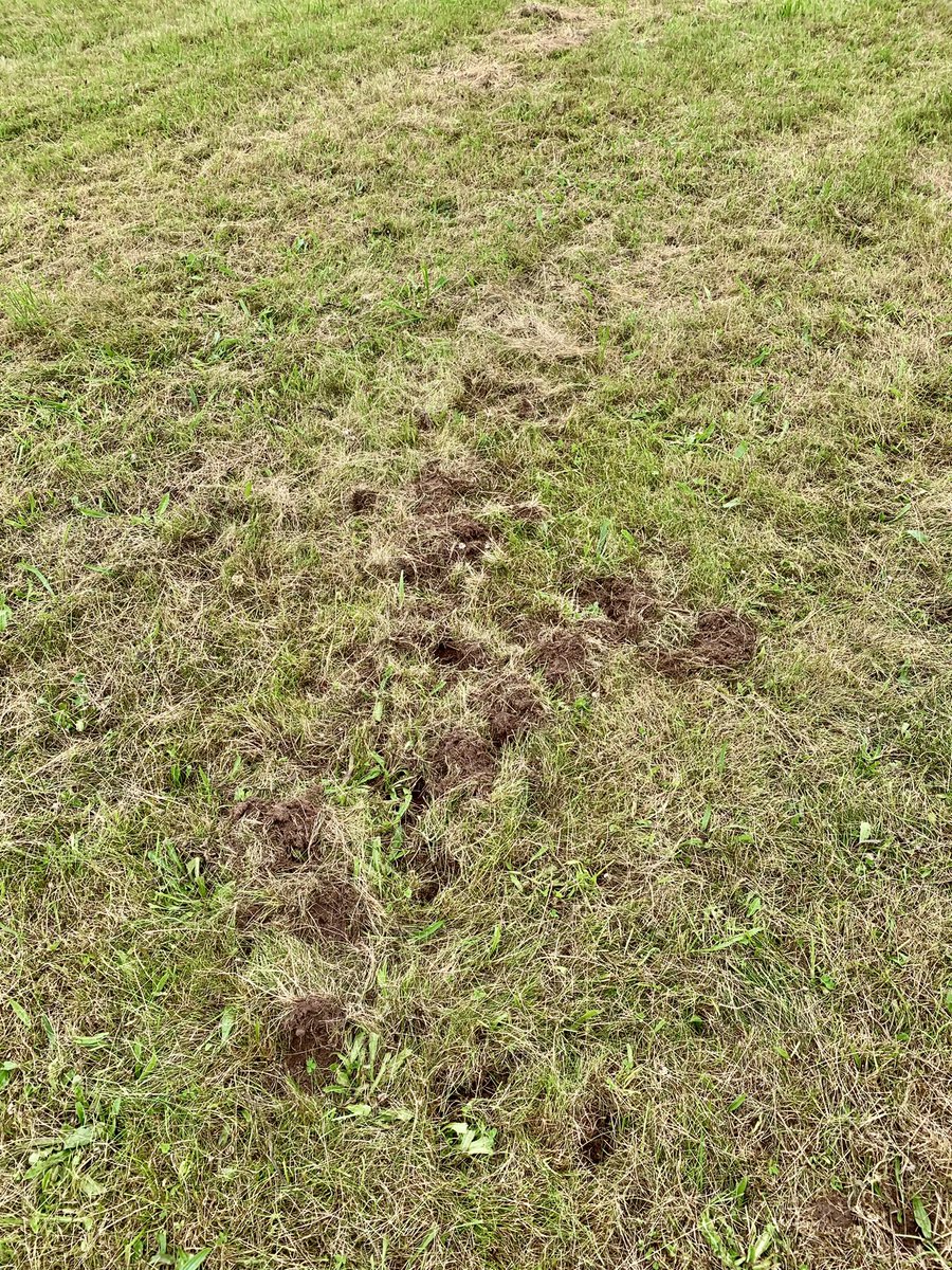 trellechpew's tweet photo. Badger bandage from last night ! #wetmeadows #monmeadows #monmouthshire #trellech #trelleck #viewfromthepew https://t.co/DJYa0QRDwy