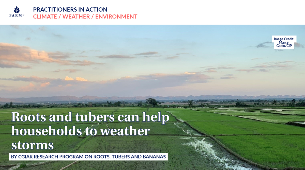 When super-typhoon #Ompong blasted through the #Philippines in September 2018, farmers who grew sweetpotato and #cassava were less affected and better prepared for recovery.

Read the story here👉bit.ly/3xNJEyt
Originally posted by <a href="/RTB_CGIAR/">RootsTubersBananas Breeding</a>