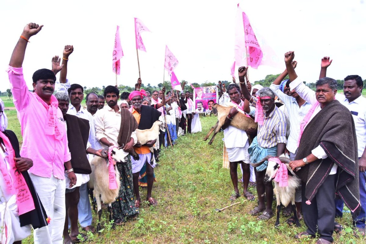 BRSparty's tweet photo. గొర్రెల మంద వద్ద టీఆర్ఎస్ జెండాలను ఆవిష్కరించి కేసీఆర్ గారికి కృతజ్ఞతలు తెలిపిన గొల్ల కురుమలు.. ఉచితంగా చేప పిల్లల పంపిణీతో మత్స్య కారుల కుటుంబాలకు చేదోడుగా నిలుస్తున్నందుకు ధన్యవాదాలు తెలిపిన మత్స్యకారులు.

#TRSJendaPanduga #TRSinDelhi https://t.co/jgnPrzECBS