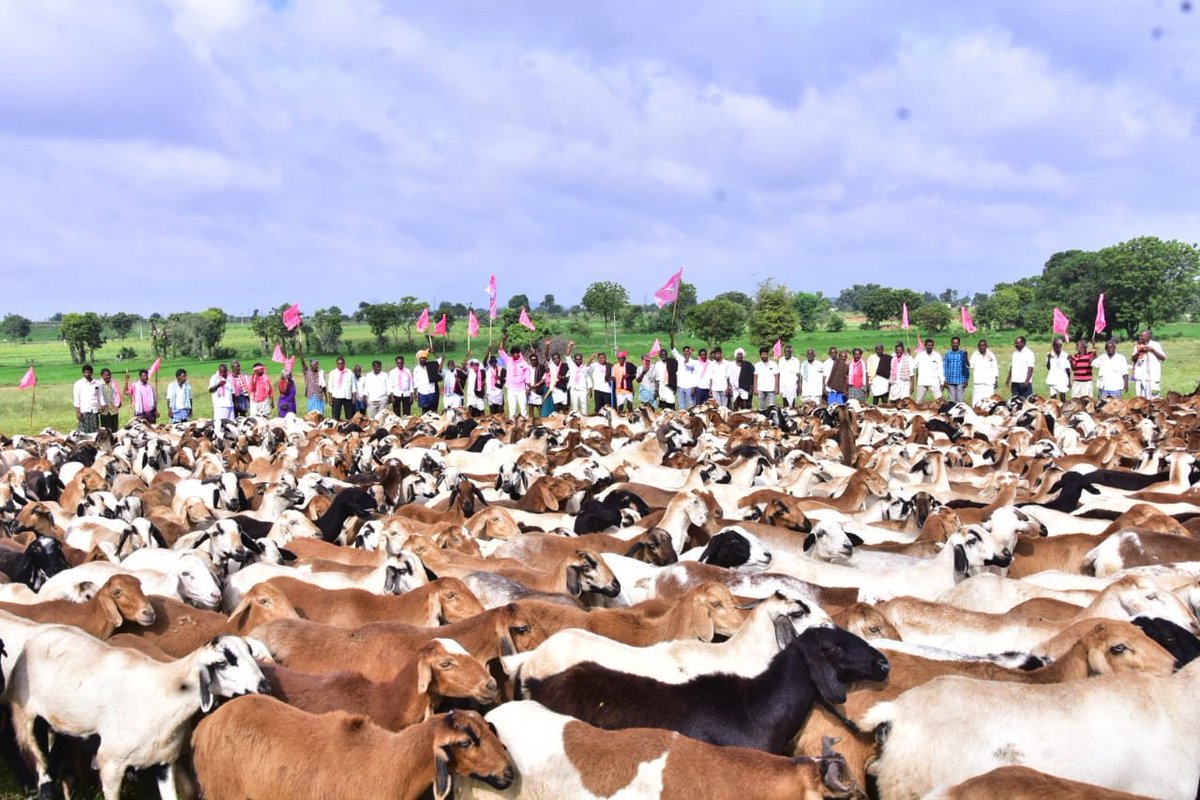 BRSparty's tweet photo. గొర్రెల మంద వద్ద టీఆర్ఎస్ జెండాలను ఆవిష్కరించి కేసీఆర్ గారికి కృతజ్ఞతలు తెలిపిన గొల్ల కురుమలు.. ఉచితంగా చేప పిల్లల పంపిణీతో మత్స్య కారుల కుటుంబాలకు చేదోడుగా నిలుస్తున్నందుకు ధన్యవాదాలు తెలిపిన మత్స్యకారులు.

#TRSJendaPanduga #TRSinDelhi https://t.co/jgnPrzECBS