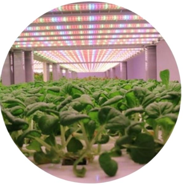 Labor Day special! Sign up for one month of Farm-to-Table home delivery of pesticide-free leafy greens, herbs and microgreens between now and September 10 and get 1 week free at the end of your subscription.  That's a savings of $24.95!  Order at secondchancesfarm.com