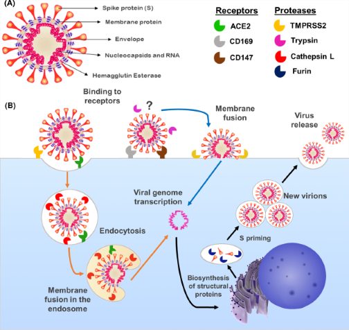 PPPublishing's tweet photo. The impact of SARS-CoV-2 infection on pregnancy is still unclear. This #OpenAccess review in #ClinSci discusses the role of ACE2 in pregnancy and potential implications for COVID-19 susceptibility. https://t.co/MHoDYsqMdK https://t.co/XHGohlLKyE
