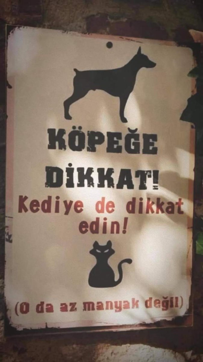 Kedicige dikkat😊