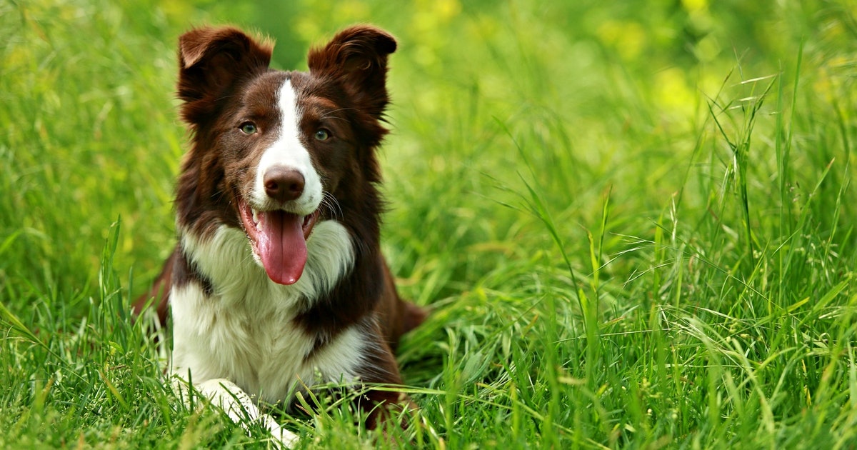 CAPCVet's tweet photo. Heartworms are a significant health risk to dogs as even light infections are capable of producing profound pulmonary vascular, airway & interstitial disease. Despite diagnostic methods, preventives & increasing awareness, cases of HW infection continue to be diagnosed in high #s https://t.co/m5hwSNUT98