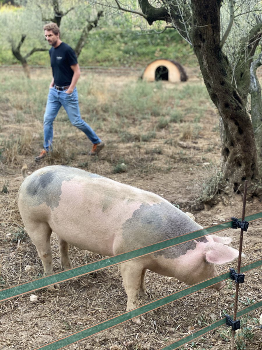 xemeibcn's tweet photo. Iniziamo la vendemmia con il nostro amico Pepe!!!! Che piacere passare il pomeriggio nella tua terra, nella tua casa !!! A prestissimo... soon at Xemei!!
🍇🍇🍇

#pepraventos #vendemmia #vino #naturalwine #xemei #gliamicidelxemei https://t.co/CezbWEtEGf