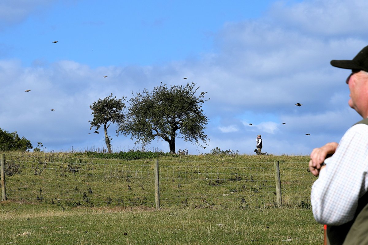 That'll be our Simon in the background marking when and where the birds are falling so as to coordinate the picking up team quickly without missing a bird. 

#triedandtested #winningformula #stoneycairn #gundogs #gundog #birddog #gameshooting