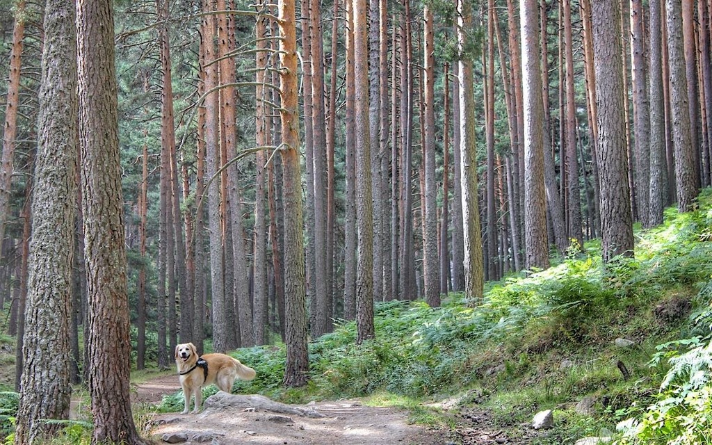 DSenderista's tweet photo. El Chorro de Navafría: un sencillo paseo por el Parque Nacional de la Sierra de Guadarrama https://t.co/mKC32hZTYI https://t.co/wcnnhCxVKZ