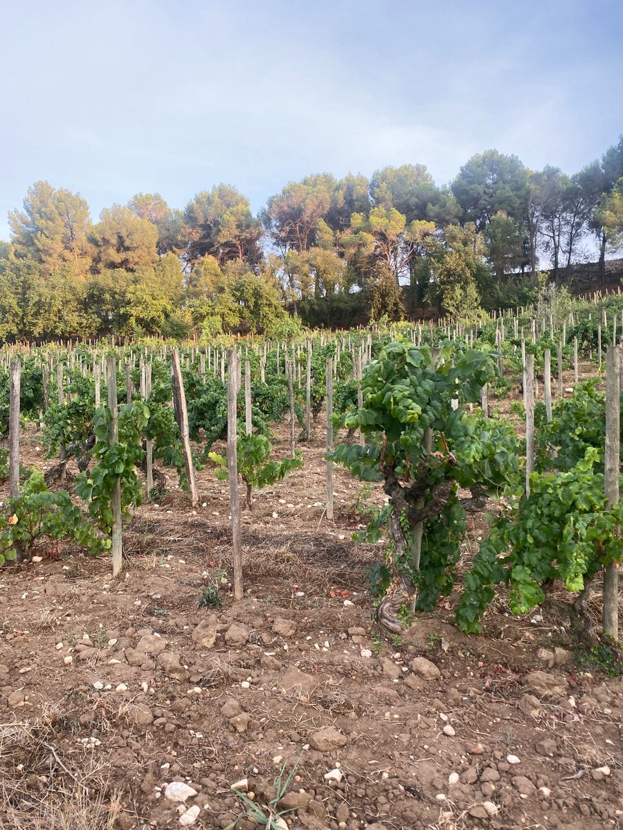 xemeibcn's tweet photo. Iniziamo la vendemmia con il nostro amico Pepe!!!! Che piacere passare il pomeriggio nella tua terra, nella tua casa !!! A prestissimo... soon at Xemei!!
🍇🍇🍇

#pepraventos #vendemmia #vino #naturalwine #xemei #gliamicidelxemei https://t.co/CezbWEtEGf