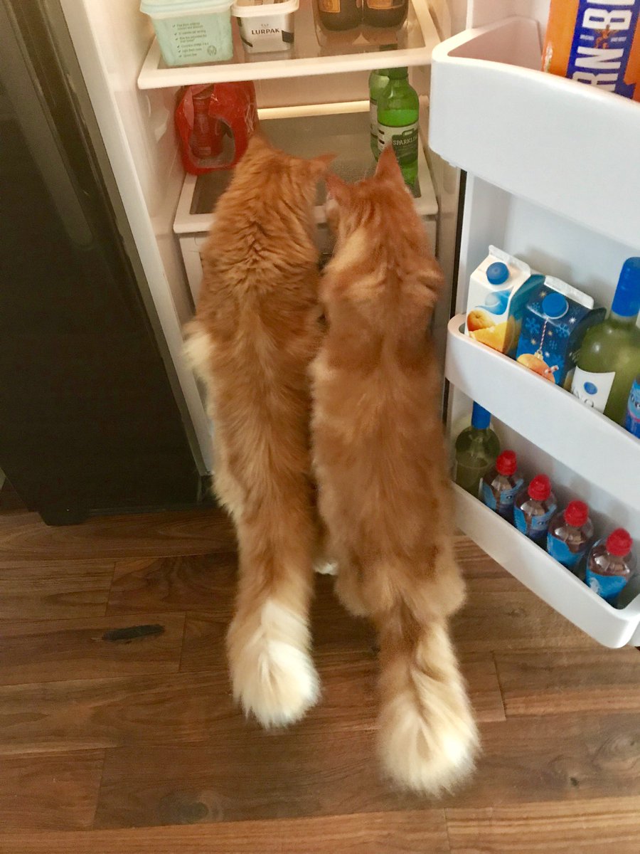 GoodMcDo's tweet image. I declare shenanigans @buddy_gizmo #ThrowbackThursday #cats 😹🦁