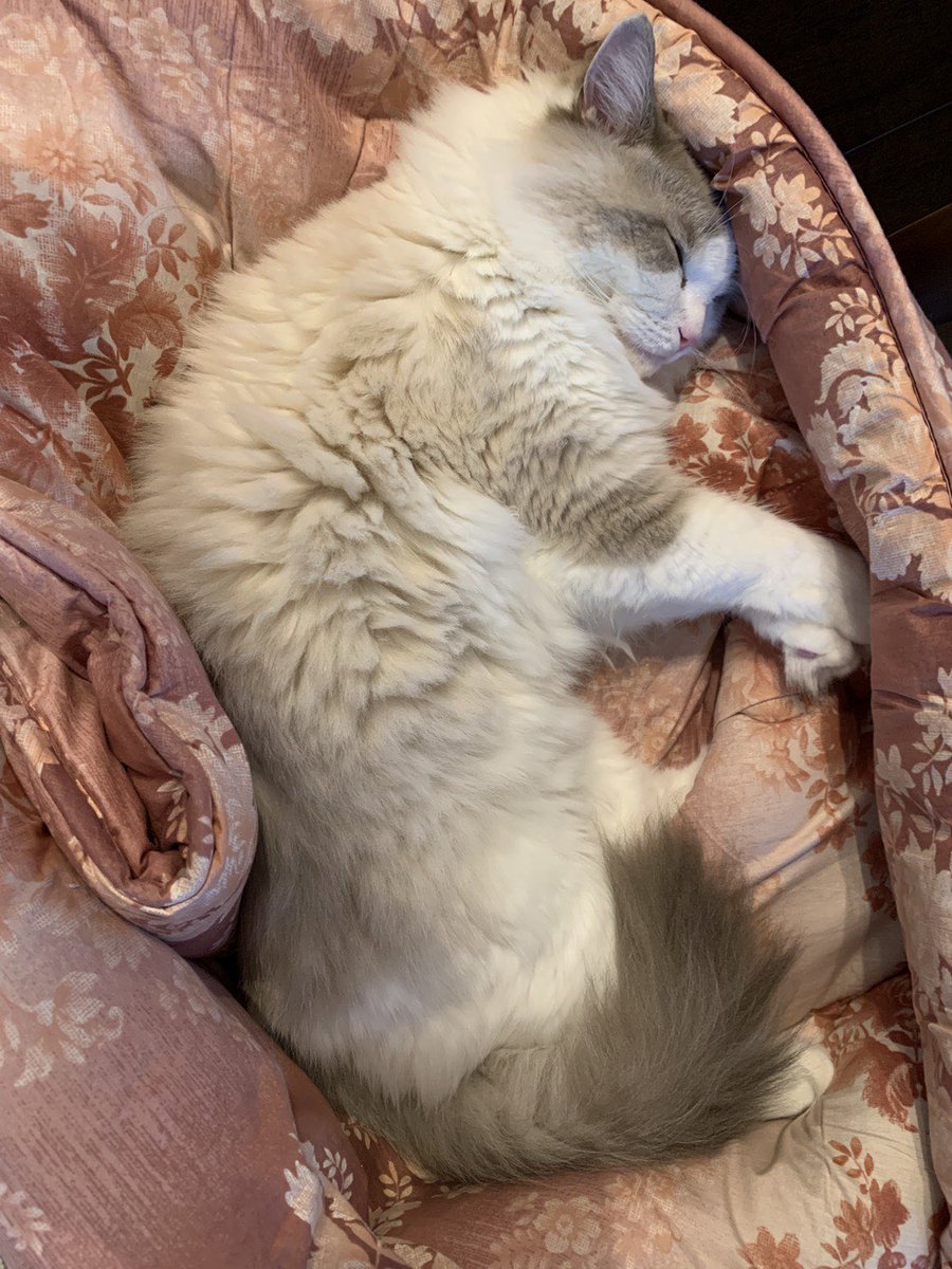 ちょびこ على تويتر 檜山さん ちなみにうちの猫に少し似ています 檜山さんちの猫さん ラグドール Nhk おはよう日本