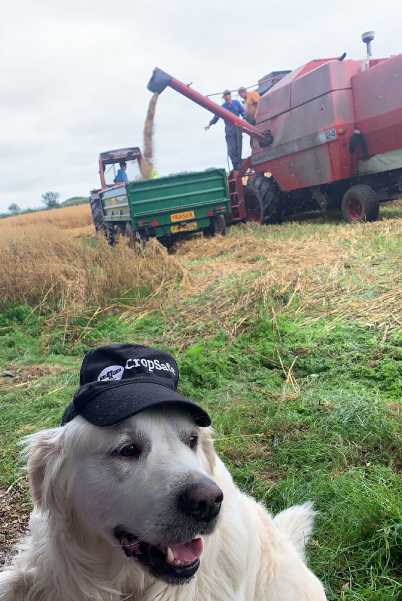 The team mascot <a href="/Crop_Safe/">CropSafe</a>