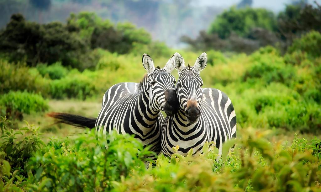 Zebra couples.
#wildlife #nature #wildlifephotography #naturephotography #birds #photography #animals #bird #naturelovers #wild #photooftheday #birdsofinstagram #love #travel #birdphotography #perfection #ig #canon  #birdwatching #instagood #art #macro #captures #natgeo #bhfyp