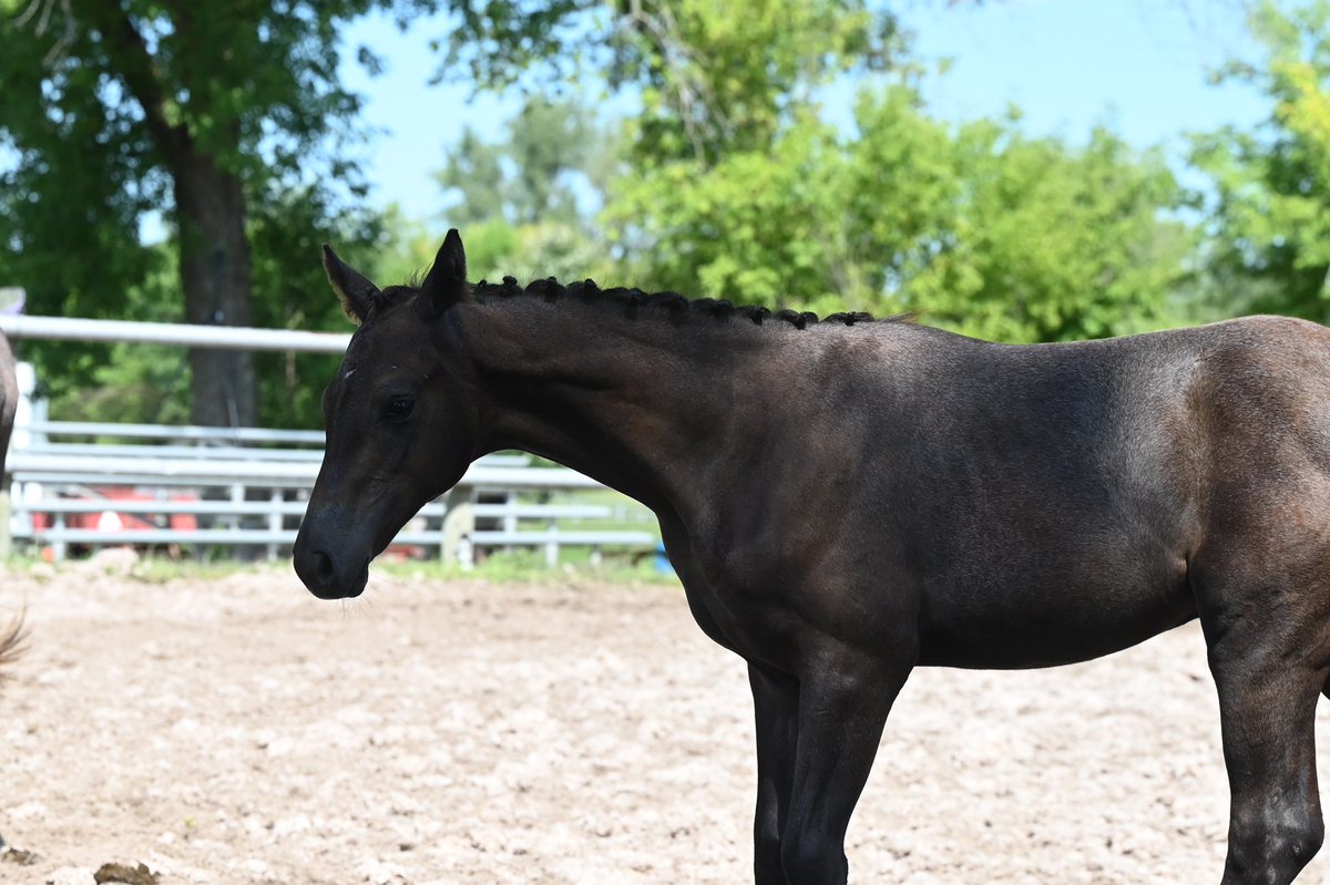 GraceEventing tweet picture