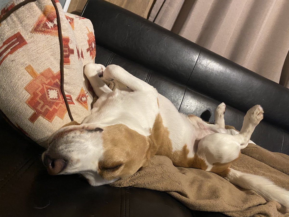 仰向けで寝る犬 Twitter Search 仰向けで寝る犬 Twitter Search