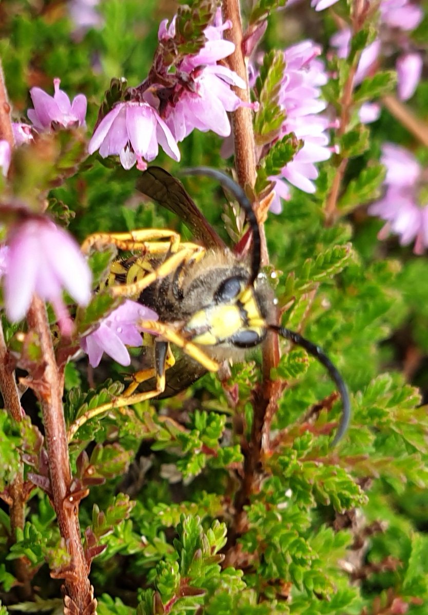 Smart social wasp busy on heather during a @poms survey near Thornhill in Dumfries &amp; Galloway recently. Face looks rather plain but is it D.saxonica? #Pollinator #WaspFlower <a href="/WaspWoman/">Prof Seirian Sumner</a>