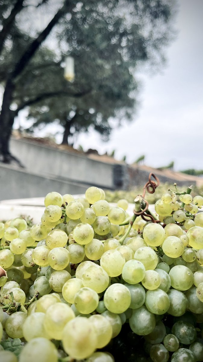 Kicking things off for #harvest2021 &amp; #crush with chardonnay! Can you guess the clone?