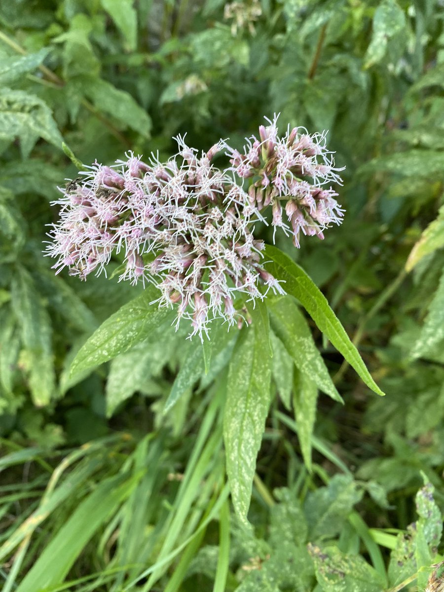 Cazlar123's tweet photo. Some late summer flowers in the hedges and fields still attracting bees and butterflies 
#wildmint #meadowcranesbill #ladysbedstraw #hempagrimony #wildflowerhour https://t.co/1W24VWf9DK