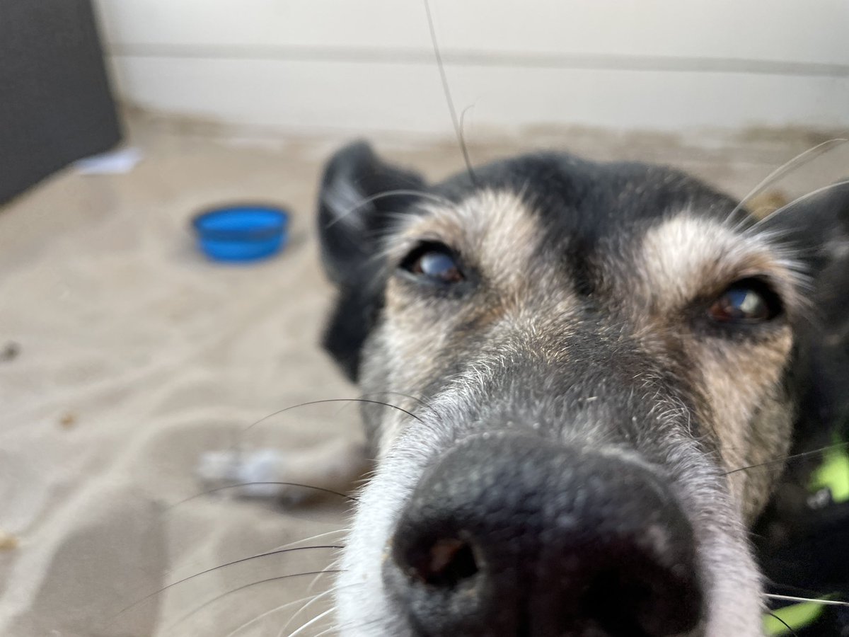 LucyHund's tweet photo. Machst‘n da? https://t.co/EW8sreUUZw