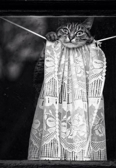 You too, Lora. Good evening to you and friends.
Trying on grandma's wedding veil...🤭🤩😉