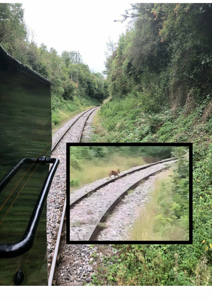 “ The crew of the 1100 train from Cranmore would like to apologise for the late running of the service due to deer on the line! “

(iphones from a  engine cab are not really suited to this type of photograph, unfortunately!)
Photo - Gary Amos