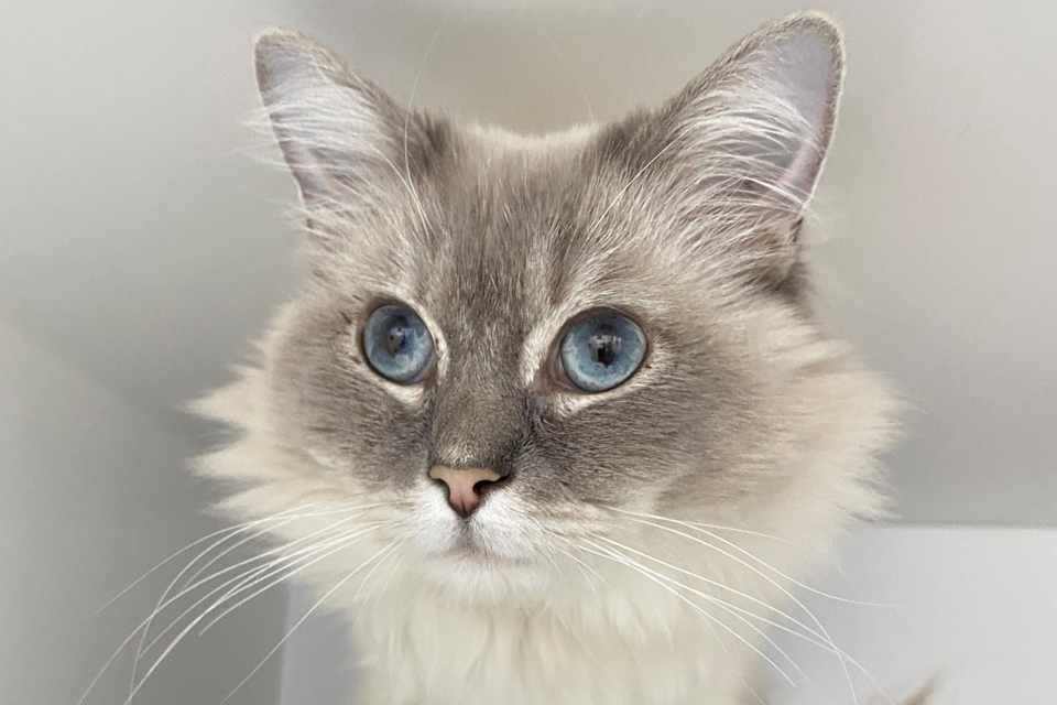 fitzpatrickref's tweet image. Handsome Freddie loves to explore &amp;amp; is known for getting himself into pickles! Found in a v.poor state, lethargic &amp;amp; dehydrated, he was diagnosed with #pyothorax (bacterial infection in the chest cavity) &amp;amp; referred for specialist treatment.
Read his story &amp;gt; bit.ly/3t5JaTC