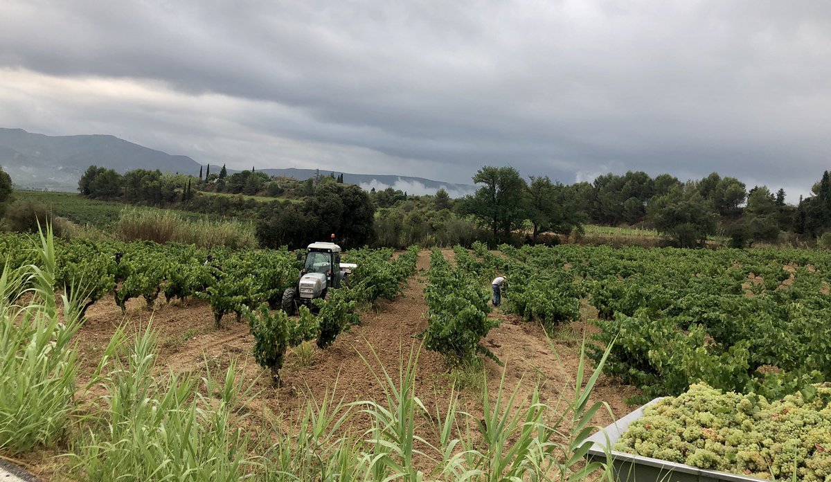 A #espeiellsterradevi el setembre és un mes de collidors i tractors a les vinyes. Aquest és el paisatge que hem de protegir. #espiells #paisatge #patrimoni #viticultura #verema21 #penedès