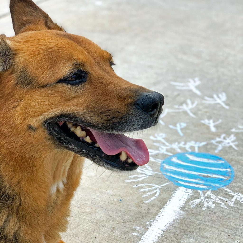ATTBusiness's tweet photo. Warmer weather means more outside time with your furry BFF. And to help make your free time worry-free, we’ll be there to help keep you connected, so you can focus on what you love. #ATTBusiness #DestinationATT https://t.co/PVTJRAthnp